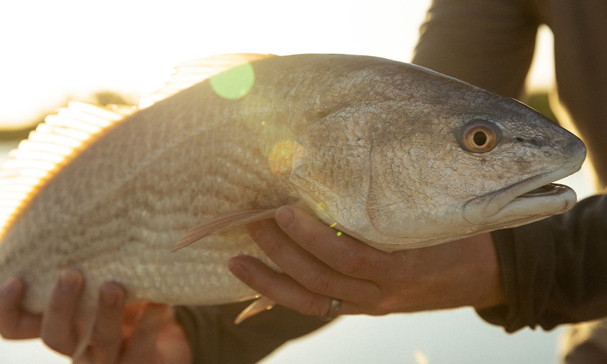 Top NSB Inshore Blanks for Fall Saltwater Fishing